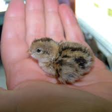 If they don't return within an hour, call a wildlife rehabilitation center. What To Do When You Find A Baby Bird On The Ground