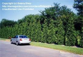 Suntolerant coleus (15) mulch (518). Plantfiles Pictures Western Red Cedar Giant Arborvitae Green Giant Thuja By Botanyshop