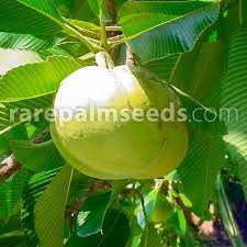 Elephant apple dillenia indica, is nutrient dense fruit support for stomach related problems, kidney health elephant apple is an evergreen large shrub or small to medium size tree growing to 15 m tall. Dillenia Indica Chulta Tree Elephant Apple Buy Seeds At Rarepalmseeds Com