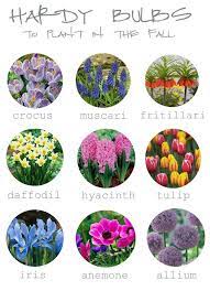 Pin By Tarryn Austin On Flowers For All Bulbs Garden Design Fall Plants Garden Bulbs