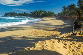 The small north northwest swell creating very small surf along north and west facing shores will trend down to near flat by. City Officials Say Sunset Beach Dune Restoration Is Promising Honolulu Star Advertiser