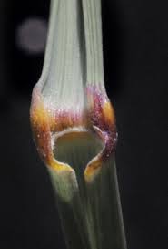 Image result for Aristida stipitata