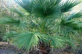 Image result for Wiesneria filifolia