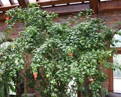 Image result for Hibiscus schizopetalus