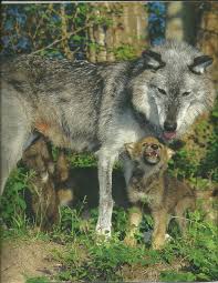 Mommy Look My Teeth Is Growing Wolf Dog Wolf Life Wolf Love