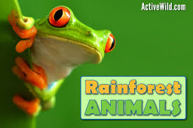 Rain forests cover only 2% of the earth's surface, yet they provide habitat and nutritional support for almost half of the earth's known living species. Rainforest Animals List With Pictures Facts Free Printable Worksheet