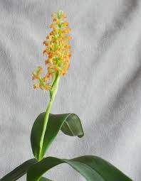 Image result for Polystachya