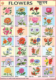 Awesome Flowers Name In Marathi List And Description Flower Images With Name List Of Flowers Best Flowers Images