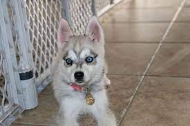 Pin By Kikas Klee Kai On Http Kikaskleekai Com Miniature Husky Husky Adoption Alaskan Klee Kai Puppy