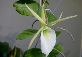 Image result for Angraecum infundibulare