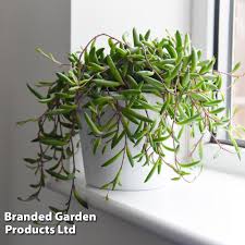 Image result for Senecio purpureus