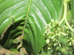 Image result for Pauridiantha