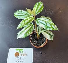 Image result for Pilea rivularis