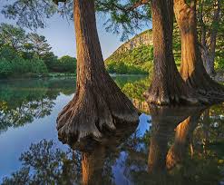 The massive trunks of bald cypress trees reflected on a quiet stream of the guadalupe river in tx. Bald Cypress Trees In River Frio River Garner State Park Texas Photograph By Tim Fitzharris