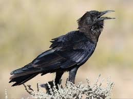 Birds Of A Feather Lyrics Mandolin Orange Cape Crow Also Black Crow Corvus Capensis By Derek Keats Animals Beautiful Crow Black Crow