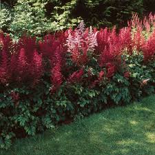 Astilbe Arendsii Fanal Zone 3 60cm Carmine Red Flowers On Spikes Dark Reddish Green Foliage Shadow Plants Shade Plants Flowering Shade Plants