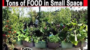 You need a pot that is at least 12 inches deep and a sunny spot to place the container. How To Grow Vegetables In Small Spaces Container Gardening Pot Plants Ideas Tomatoes Zucchini Youtube