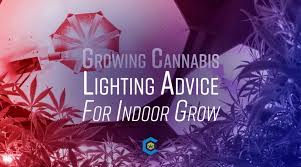 These fluorescent bulbs have a twisted shape and are readily available in hardware and commercial stores. Practical Lighting Advice For Getting Started With Indoor Growing The Cannabis Community
