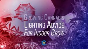 With the new high output lights such as the t5, fluorescent lights can be used until the plants are about 24 inches tall, which is just enough to grow a very short plant through to the flowering stage when you control your marijuana plant's growth through the vegetative stage. Practical Lighting Advice For Getting Started With Indoor Growing The Cannabis Community