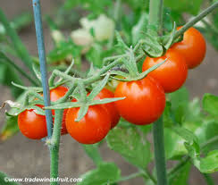 Image result for Maesobotrya