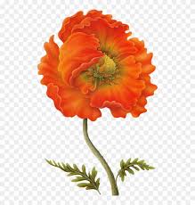 Corona de flores tumblr collection of 25 free cliparts and images with a transparent background. Yandeks Fotki Dibujos De Flores Naranja Para Decoupage Free Transparent Png Clipart Images Download