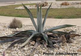 For large scale problems, spray the rest of the home with bithor and gentrol. Succulents Pests With Wizzie Brown Central Texas Gardener