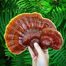 Image result for Ganoderma tsugae