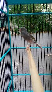 Maybe you would like to learn more about one of these? Download Suara Kenari Gacor Tanpa Putus Masteran Mp3 Binatang Peliharaan