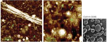 Clathrin is the main constituent of the polygonal network that forms the layer of coated vesicles and coated pits. Sub Cellular Molecule Imaging Clathrin