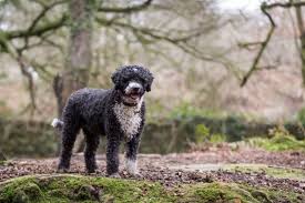 Inventive names (please dog god, let me have gotten both their names right), wagging tails and a curiosity to match duke's. Spanish Water Dog Breed Info Pictures Traits Facts Doggie Designer