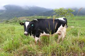 On the way to see calves and young goats, we saw this group of cattle munching on green grass. Desa Cattle Dairy Farm And Milk Of Sabah Mysabah Com