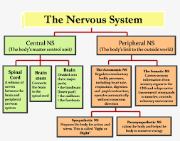Chart of different human organ system. Central Nervous System Peripheral Nervous System Nervous System Chart Transparent Png 1444x1066 Free Download On Nicepng