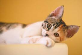Wann ist der beste zeitraum für eine kastration von katze und kater? Cat Care Tierhilfe Kassel E V Infos Zur Fruhkastration