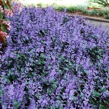 Image result for Monadenium laeve