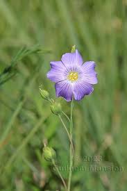Image result for Linum
