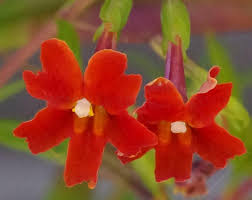 Image result for Disperis mozambicensis