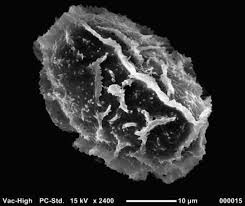 Image result for Tectaria angelicifolia