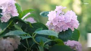 Die hortensie ist in den hiesigen gärten eine sehr beliebte gartenpflanze, welche mit zauberhaften blüten betört. Hortensien Dungen Und Fur Blutenpracht Sorgen
