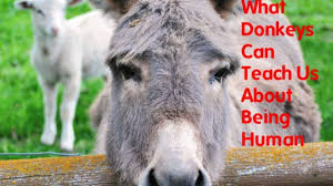 Donkeys make a loud sound developed in order to maintain contact with other donkeys over wide spaces in the desert. What Donkeys Can Teach Us About Being Human Pethelpful