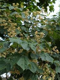 Image result for Firmiana