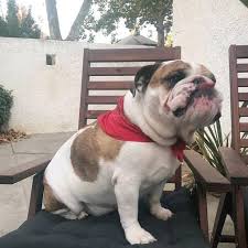 Puppies learn more about our past, present and future. English Bulldog Puppies Home Facebook