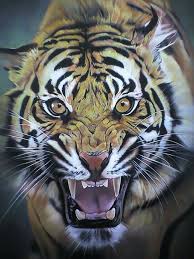 Pin Oleh Haykal Kal Di Art Fotografi Hewan Binatang Buas Binatang