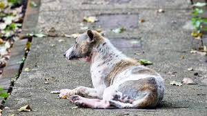 Image result for scabies dogs detail