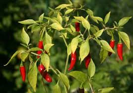 Studiile arată că alimentele bogate în capsaicină pot mări arderile și pot reduce apetitul. Ardeiul Iute Miraculos Pentru SlÄbit De Ce SÄ MancÄm Zilnic Ardei Iute Doctor Quinn