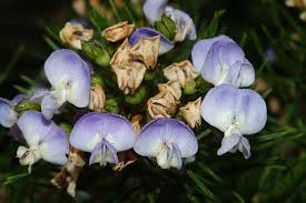 Image result for Psoralea arborea