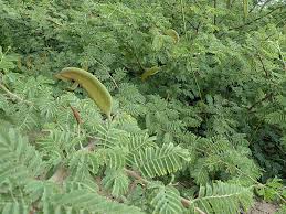 Image result for Acacia hebeclada