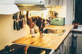 Use cat repelling mats and pads. 10 Ways To Keep Your Cat Off Of The Kitchen Counter Mr Catmandu