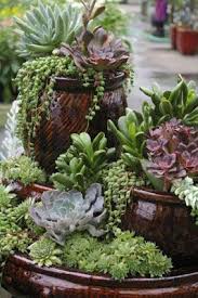 Succulent Container Gardens Armstrong Garden Centers Succulents Succulent Gardening Plants