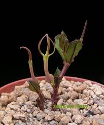 Image result for Ceropegia conrathii