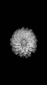 | see more super saiyan god wallpaper, bugatti veyron super sport wallpaper, broly super saiyan wallpaper looking for the best super amoled wallpaper? Amoled Wallpapers Flower Iphone Wallpaper Flower Background Iphone Flower Wallpaper